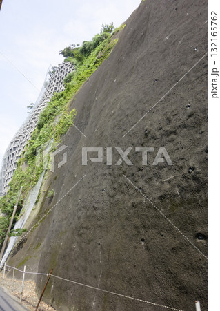 むき出しの崖に生える植物 132165762