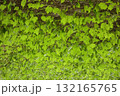 ツタの茂る壁面 132165765