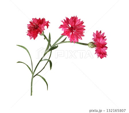 Red knapweed flowers with curved stems in a corner floral arrangement isolated on white Red knapweed flowers with curved stems in a corner floral arrangement isolated on white 132165807