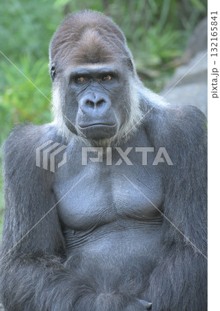 ヒソヒソ話に自分のことかと耳を傾けるゴリラ 132165841