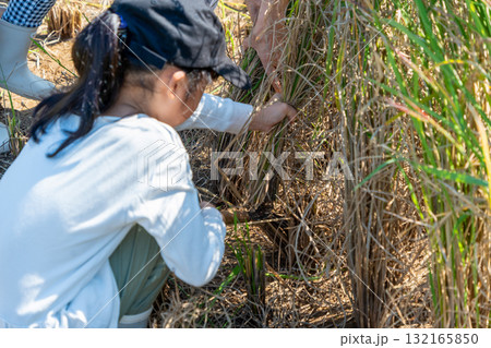 赤米の稲刈り体験 稲を刈る子 赤米の稲刈り体験 稲を刈る子 132165850