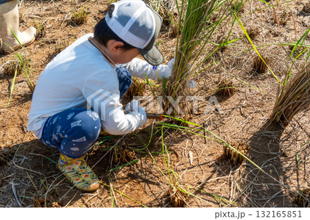 赤米の稲刈り体験　稲を刈る子 132165851