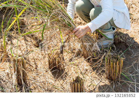 赤米の稲刈り体験　稲を刈る子 132165852
