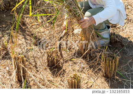 赤米の稲刈り体験　稲を刈る子 132165853