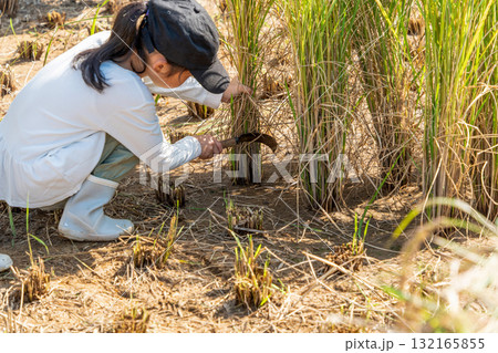赤米の稲刈り体験　稲を刈る子 132165855