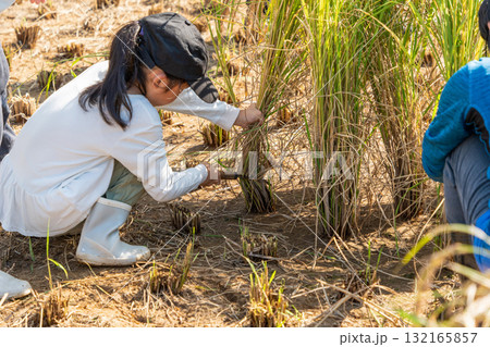 赤米の稲刈り体験　稲を刈る子 132165857
