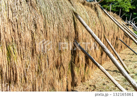 ハデに掛けて天日で干した赤米 132165861