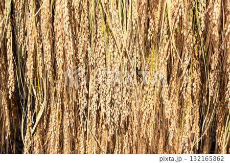 ハデに掛けて天日で干した赤米 ハデに掛けて天日で干した赤米 132165862