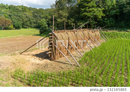 田んぼに組まれたハデに刈り取った赤米の稲を干した田園風景 132165865