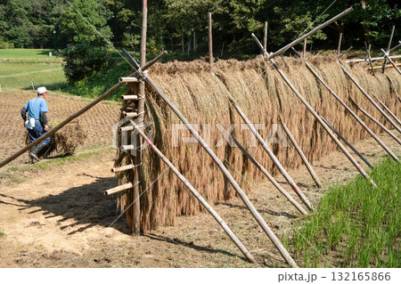 田んぼに組まれたハデに刈り取った赤米の稲を干した田園風景 132165866