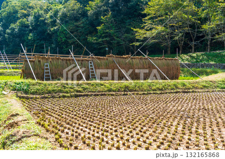 田んぼに組まれたハデに刈り取った赤米の稲を干した田園風景 田んぼに組まれたハデに刈り取った赤米の稲を干した田園風景 132165868