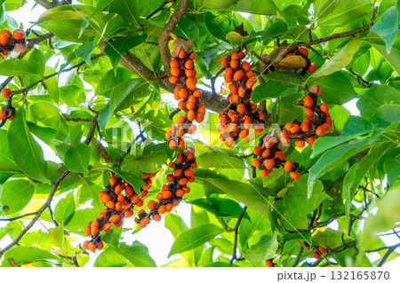 成熟したコブシの実　10月 132165870