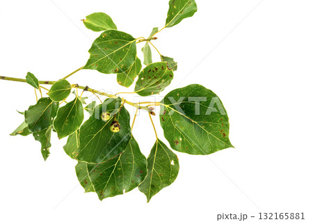 クスノキの葉と実 クスノキの葉と実 132165881