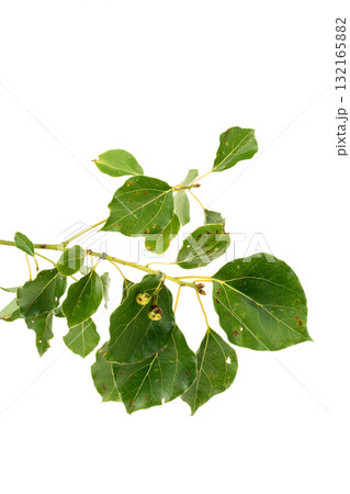 クスノキの葉と実 クスノキの葉と実 132165882