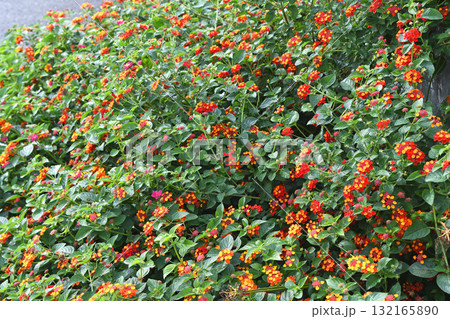 ランタナ ランタナ 132165890