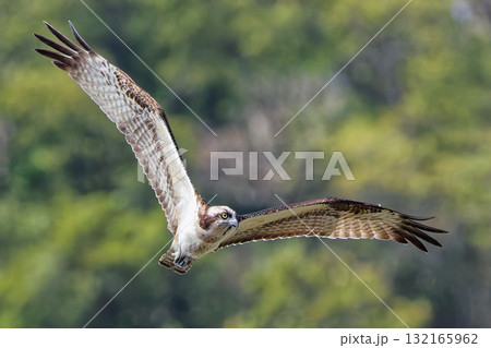 悠然と飛ぶミサゴ 132165962