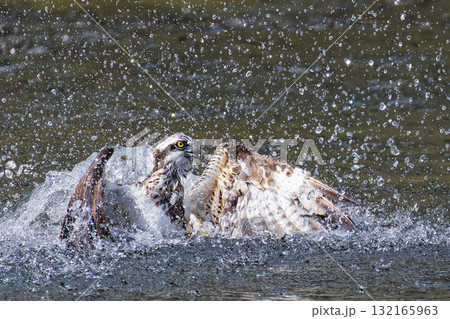 獲物を狙って川に突っ込むミサゴ 132165963