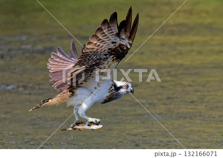 鮎を捕まえドヤ顔のミサゴ 132166071