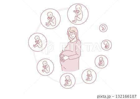 Pregnant woman with embryo development stages 132166187