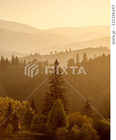 Serene mountain landscape bathed in golden light, with layers of misty hills and dense forests stretching into the distance, capturing the tranquil beauty of sunrise or sunset. Carpathians. 132166247