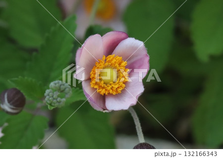 秋の庭に咲くピンク色のシュウメイギクの花 秋の庭に咲くピンク色のシュウメイギクの花 132166343