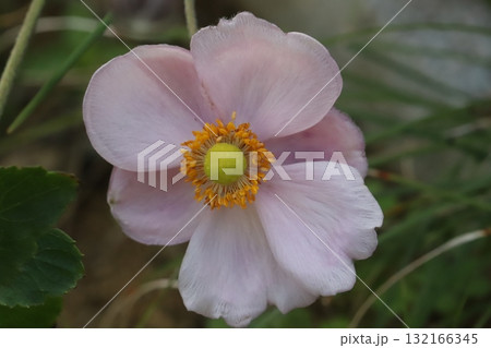 秋の庭に咲くピンク色のシュウメイギクの花 132166345