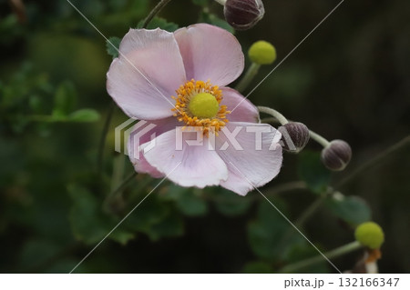 秋の庭に咲くピンク色のシュウメイギクの花 132166347
