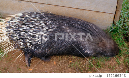 A wildlife video of a large African Crested Porcupine Hystrix cristata moving through its grassy enclosure, likely at a zoo or wildlife park. A wildlife video of a large African Crested Porcupine Hystrix cristata moving through its grassy enclosure, likely at a zoo or wildlife park. 132166348