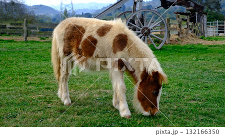 A charming, full-body video of a small, spotted pony or miniature horse grazing peacefully in a lush green pasture on a farm A charming, full-body video of a small, spotted pony or miniature horse grazing peacefully in a lush green pasture on a farm 132166350
