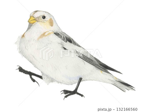 ユキホオジロ_色鉛筆画 ユキホオジロ_色鉛筆画 132166560