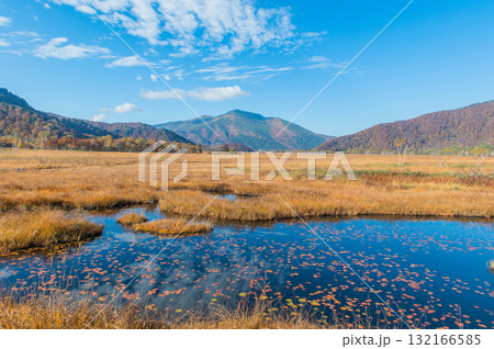 燃える秋　紅葉に色づく尾瀬 132166585