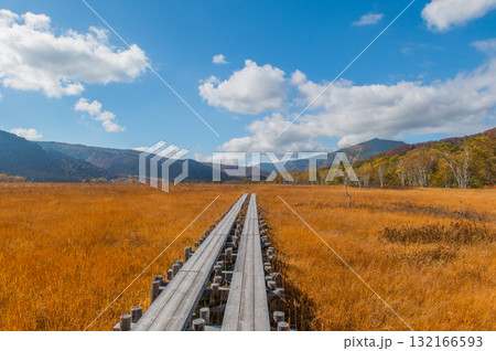 燃える秋　紅葉に色づく尾瀬 132166593