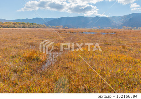 燃える秋　紅葉に色づく尾瀬 132166594