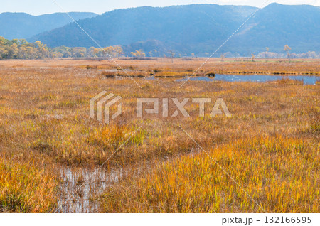 燃える秋 紅葉に色づく尾瀬 燃える秋 紅葉に色づく尾瀬 132166595