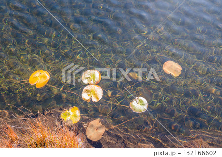燃える秋　紅葉に色づく尾瀬 132166602