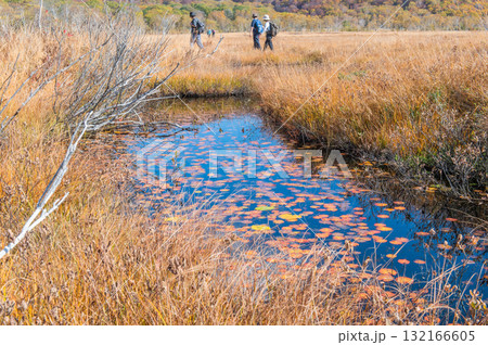 燃える秋 紅葉に色づく尾瀬 燃える秋 紅葉に色づく尾瀬 132166605