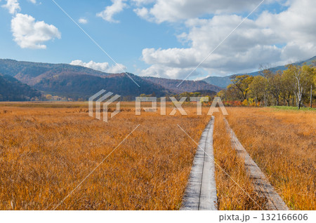 燃える秋　紅葉に色づく尾瀬 132166606
