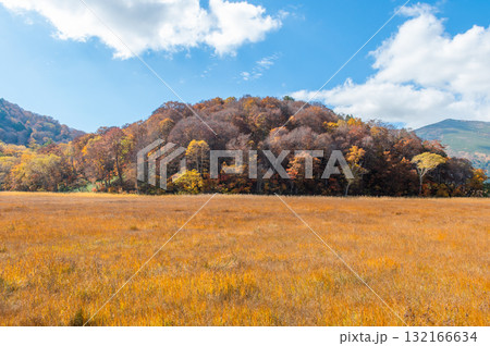 燃える秋 紅葉に色づく尾瀬 燃える秋 紅葉に色づく尾瀬 132166634