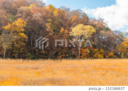 燃える秋　紅葉に色づく尾瀬 132166637