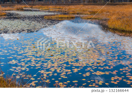 燃える秋 紅葉に色づく尾瀬 燃える秋 紅葉に色づく尾瀬 132166644
