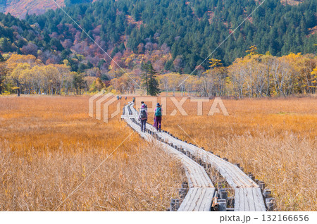燃える秋　紅葉に色づく尾瀬 132166656