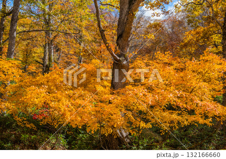 燃える秋 紅葉に色づく尾瀬 燃える秋 紅葉に色づく尾瀬 132166660