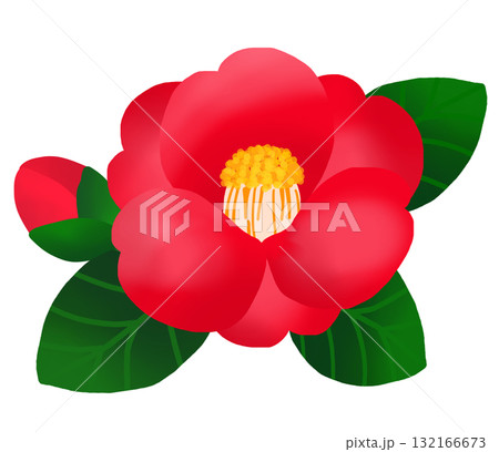 冬に美しく咲く赤いツバキの花と蕾 132166673