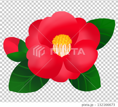 冬に美しく咲く赤いツバキの花と蕾 132166673