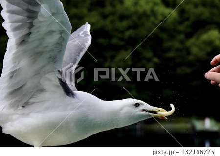 カモメが飛びながら餌をキャッチする瞬間 カモメが飛びながら餌をキャッチする瞬間 132166725