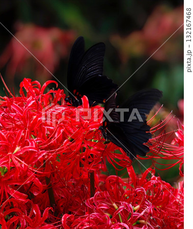 赤い彼岸花とカラスアゲハ 132167468