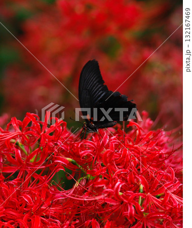 赤い花と蝶 132167469