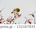メジロと梅の花 132167835