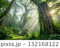 fog in the forest 132168122