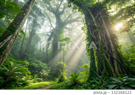 fog in the forest 132168122